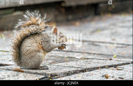 Östliche graue Eichhörnchen frisst eine Walnuss auf Trinity Square in Toronto, Kanada Stockfoto