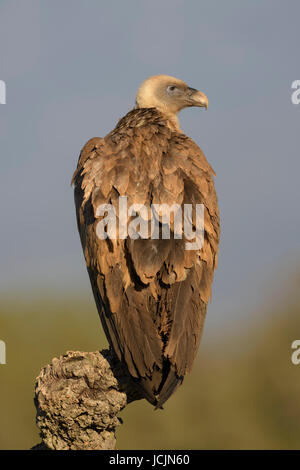 Gänsegeier (abgeschottet Fulvus), Erwachsene, auf Zweig der Korkeiche, Extremadura, Spanien Stockfoto