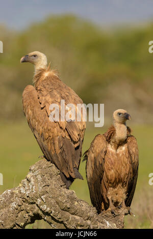 Gänsegeier (abgeschottet Fulvus), juvenile, auf Zweig der Korkeiche, Extremadura, Spanien Stockfoto