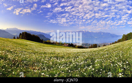 Dichter Narzissen (Narcissus Poeticus) auf einer Wiese, Genfer See, Montreux, Kanton Waadt, Schweiz Stockfoto