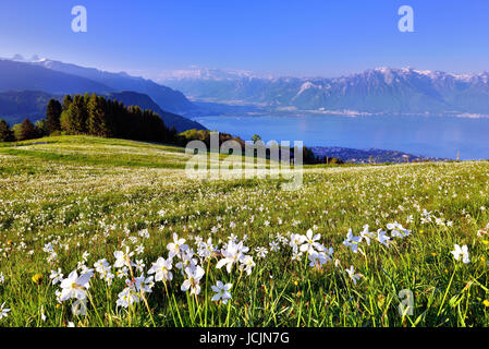 Dichter Narzissen (Narcissus Poeticus) auf einer Wiese, Genfer See, Montreux, Kanton Waadt, Schweiz Stockfoto