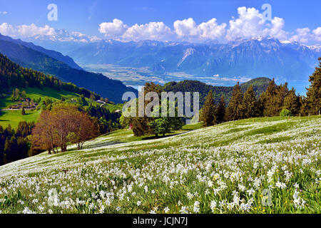 Dichter Narzissen (Narcissus Poeticus) auf einer Wiese, Rhonetal, Montreux, Kanton Waadt, Schweiz Stockfoto