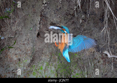 Eisvogel (Alcedo Atthis) fliegen mit Fisch im Schnabel zur Zucht in der Höhle Ton Wand, Siegerland, North Rhine-Westphalia, Deutschland Stockfoto