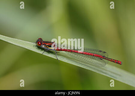 Große rote Damselfly (Pyrrhosoma Nymphula) auf Klinge, Männlich, Schleswig-Holstein, Deutschland Stockfoto