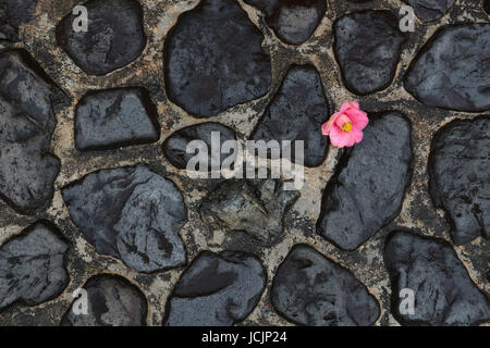 Ein helles rosa Camellia Blüte ist an einem regnerischen Tag in Japan auf einen schwarzen, nassen Stein Weg gesunken; umgeben von Dunkelheit, scheint die Blüte voller Hoffnung. Stockfoto