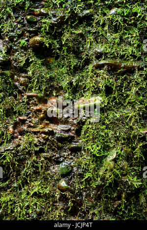 Felswand in Fern Canyon im Prairie Creek Redwoods State Park in Nordkalifornien. Stockfoto