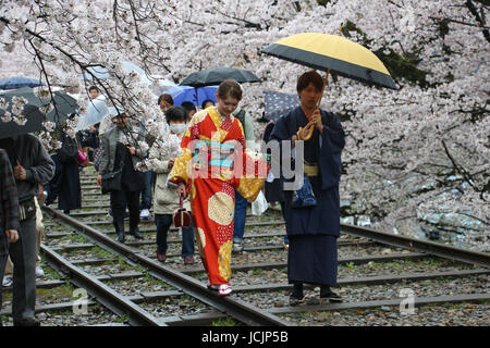 Bunt gekleidet Geisha paar schlendern die Bahn Sanjukkoku-Bune Boot während der Spitzenzeiten Kirschblüte Zeit im Regen mit Sonnenschirmen in Kyoto, J. Stockfoto