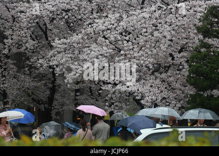 Im April wurde das ganze von Kyoto, Japan in Flammen mit Kirschblüten (Sakura), und sogar Regen konnte nicht aufhören, Menschen aus der Betrachtung dieses jährliche Spektakels. Stockfoto