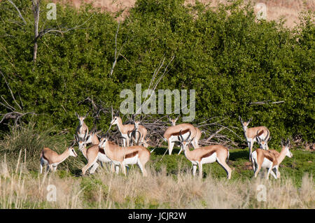 Springbock (Antidorcas Marsupialis), Palmwag Konzession, Damaraland, Namibia. Stockfoto