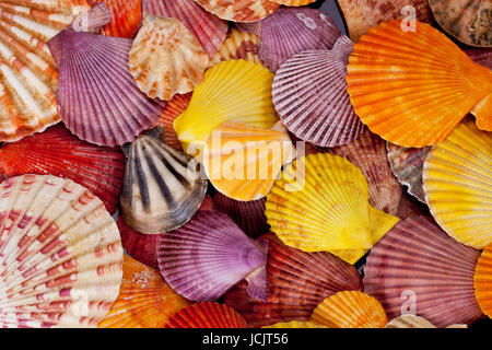 Sammlung von verschiedenen bunten Muscheln auf schwarzem Hintergrund Stockfoto