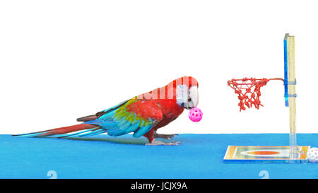 Grün-Winged Ara wissenschaftliche Name Ara Chloroptera spielen Basketball-Spielzeug ist Spaß auf weißem Hintergrund Stockfoto