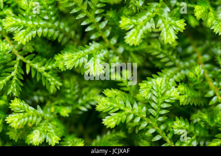 Selaginella Kraussiana (Trailing Selaginella), kleine Pflanzen mit