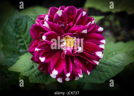 Starsister crimson picotee am Calgary Zoo Stockfoto