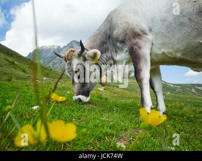 Seitliche, Weitwinklige Und Bodennahe Ansicht Einer Kuh (Tiroler Grauvieh) Beim Gras nochmals in Bergiger Landschaft Auf Grüner Weide Mit Klingebiel Blumen Im Unscharfen Vordergrund Bei Bedeckten Himmel Im Sommer Stockfoto