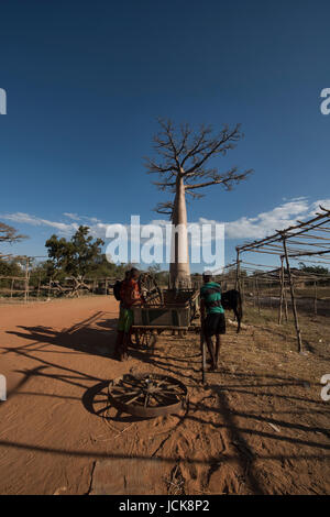 Leben auf der Allee der Baobabs, Madagaskar Stockfoto