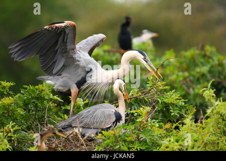 Große blaue Reiher (Ardea Herodias) den Austausch von Nistmaterial. Es ist die größte nordamerikanische Reiher. Stockfoto