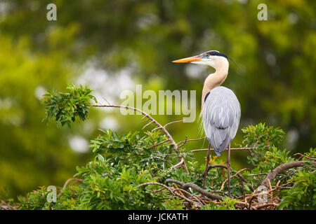 Great Blue Heron (Ardea Herodias) stehend auf einem Nest. Es ist die größte nordamerikanische Reiher. Stockfoto