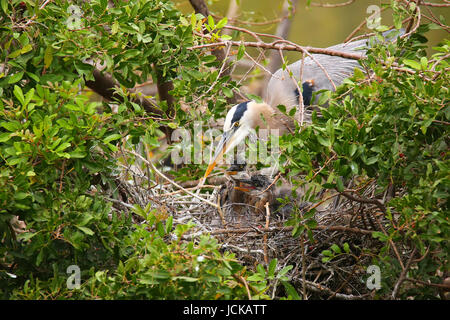 Great Blue Heron (Ardea Herodias) mit Küken im Nest. Es ist die größte nordamerikanische Reiher. Stockfoto