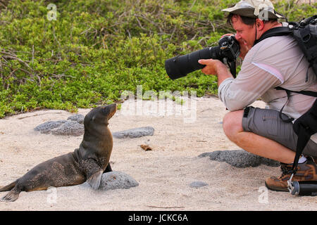 Baby-Galapagos-Seelöwe (Zalophus Wollebaeki) spielen mit einem Touristen auf North Seymour Island, Galapagos Nationalpark in Ecuador Stockfoto