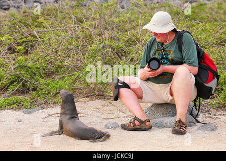 Baby-Galapagos-Seelöwe (Zalophus Wollebaeki) spielen mit einem Touristen auf North Seymour Island, Galapagos Nationalpark in Ecuador Stockfoto