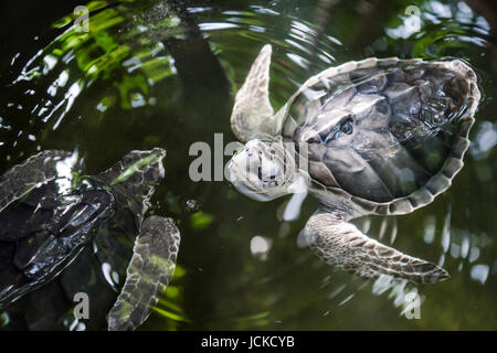 Swimming turtles Stockfoto