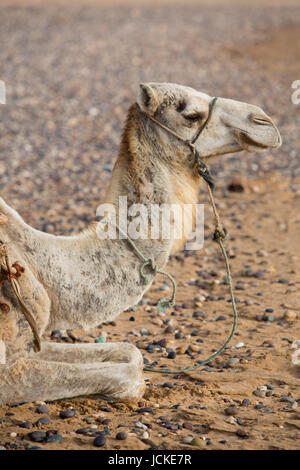 Kamele, die Ruhe unter der Sonne in der Nähe von Essaouira am Strand von Sidi Kaouki, Marokko Stockfoto