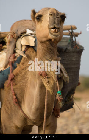 Kamele, die Ruhe unter der Sonne in der Nähe von Essaouira am Strand von Sidi Kaouki, Marokko Stockfoto