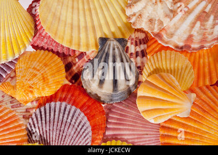 Sammlung von verschiedenen bunten Muscheln - Makro Stockfoto