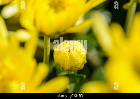 Nahaufnahme Knospen gelbe Chrysantheme Morifolium Blumen gefüllt mit Morgentau. Stockfoto