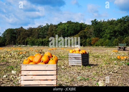 Neu geernteten Kürbisse in Holzkisten auf ein Feld. Stockfoto