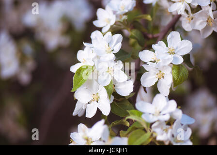 Blühenden Apfelzweig im Frühlingsgarten. selektiven Fokus Makroaufnahme mit flachen DOF Stockfoto