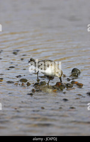 Alpenstrandläufer Calidris Alpina in Küsten-Pool in der Nähe von Salthouse Norfolk England Stockfoto