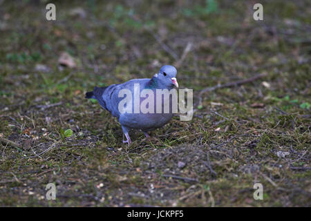 Lager Taube Columba Oenas Blashford in der Nähe von Ringwood Hampshire England Stockfoto