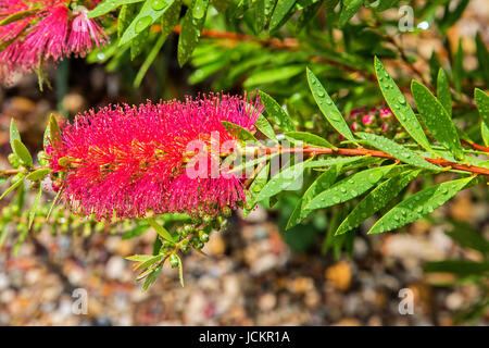 roter Zylinderputzer Blume / Flasche Bürste Stockfoto