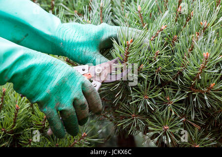 Bäckerlehrling Mit Handschuhen Und Einer Gartenschere Bei der Gartenarbeit Im Sommer Im Freien Stockfoto