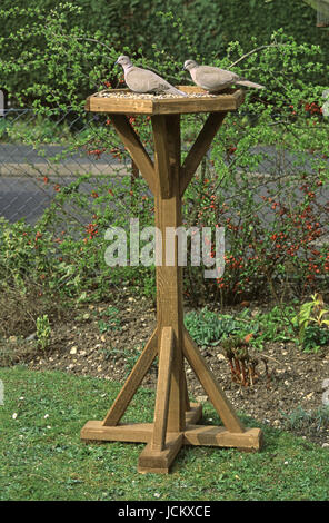 Eurasian collared Doves Streptopelia Decaocto am Futtertisch Ringwood Hampshire England Stockfoto