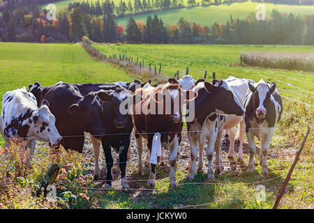 Holstein-Rinder in einem ländlichen Gebiet. Stockfoto