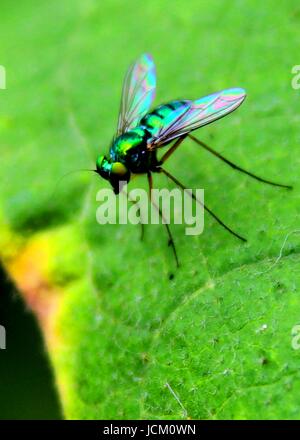 Makro - Nahaufnahme einer kleinen gemeinsamen leuchtenden grünen Flasche Fliege auf einem grünen Blatt in einem Hausgarten in Sri lanka Stockfoto