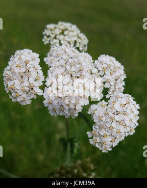 Schafgarbe; Achillea; Millefolium, Heilpflanze Stockfoto