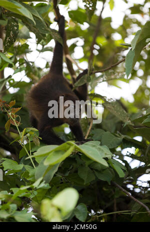 Brüllaffen in Costa Rica. Stockfoto