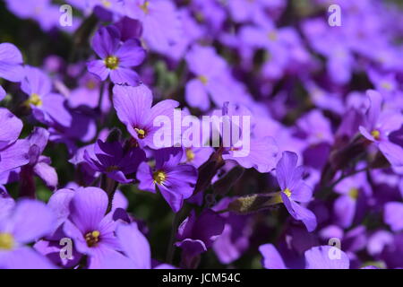 Lila Aubretia Blumen Nahaufnahme Stockfoto