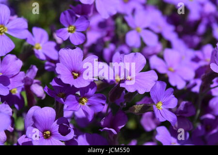 Lila Aubretia Blumen Nahaufnahme Stockfoto