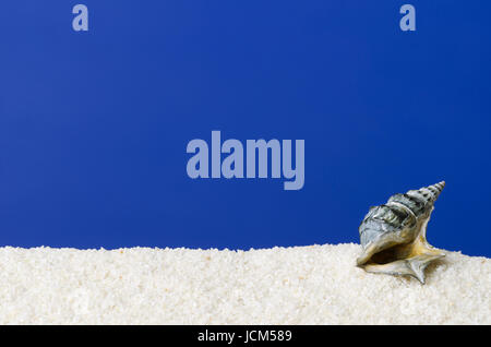 Meer Schneckenhaus auf weißem Sand mit ultramarinblauen Hintergrund. Kleines, dunkles grau eingefärbt, spiralförmig aufgewickelt Schale einer Meerwasser-Schnecke mit den kleinen Deckel. Stockfoto