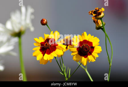 Gelbe und rote Tagetes hautnah Stockfoto