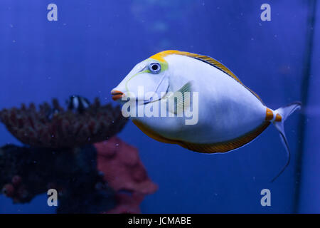 Naso Lituratus, Orangespine Unicornfish, tropische Fische closeup Stockfoto