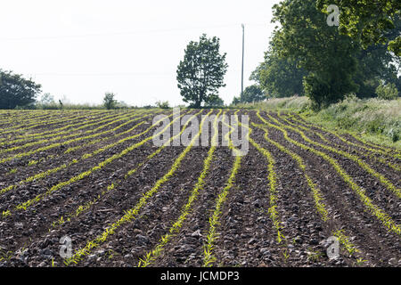 Wachsenden Mais Sämlinge in Reihen in einem Bauern-Feld Stockfoto