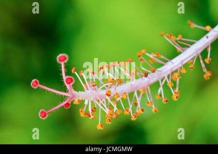 Nahaufnahme von roten Fruchtblatt der Schneeflocke Hibiscus (Hibiscus Rosa-Sinensis) Stockfoto