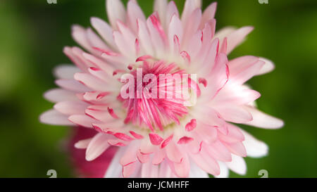 schöne rosa Blüten im Garten mit Feder Bokeh Hintergrund Stockfoto