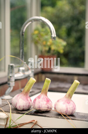Frisch gepflückt Knoblauch durch ein Waschbecken in einem Gewächshaus UK Stockfoto
