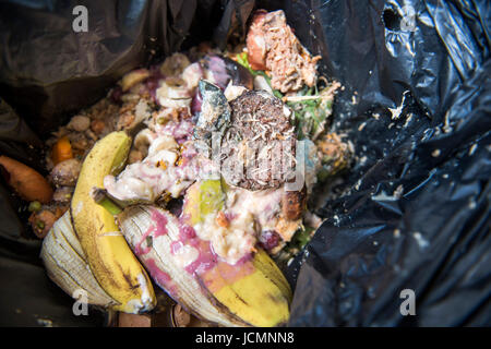 Eine einheimische Küche Abfallbehälter, mit Maden befallen Stockfoto